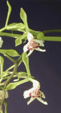 Epidendrum piliferum orchid with green stems and small cream flowers with red markings