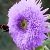 50 Rare Purple Teddy Bear Sunflower Seeds for Planting Non GMO Heirloom Sunflower