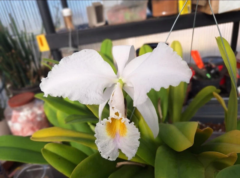 White orchid blooms with green leaves and pale yellow center