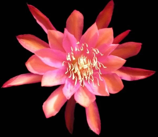 Orchid cactus flower with pink and orange petals and yellow center stamens