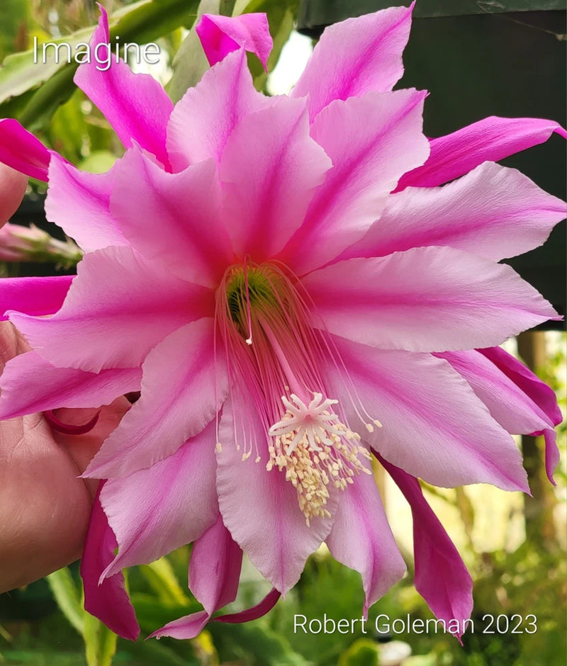 Epiphyllum orchid cactus flower with pink and white layered petals and yellow center