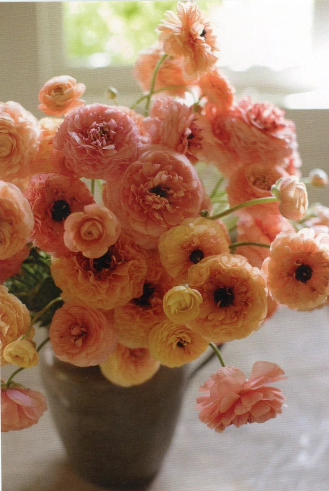 Ranunculus, "La Belle Champagne," 2019 --New POSTCARD Ranunculus