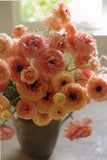 Ranunculus, "La Belle Champagne," 2019 --New POSTCARD Ranunculus