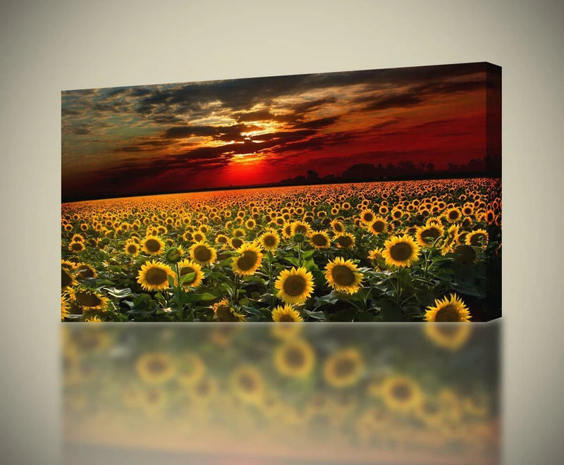 Sunflower field sunset canvas print with blooming yellow sunflowers and orange sky