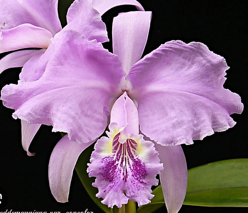 Purple Cattleya princess orchid bloom with ruffled petals and speckled throat