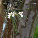 Orchid Plants Ionopsis Satyrioides mini species Orchids