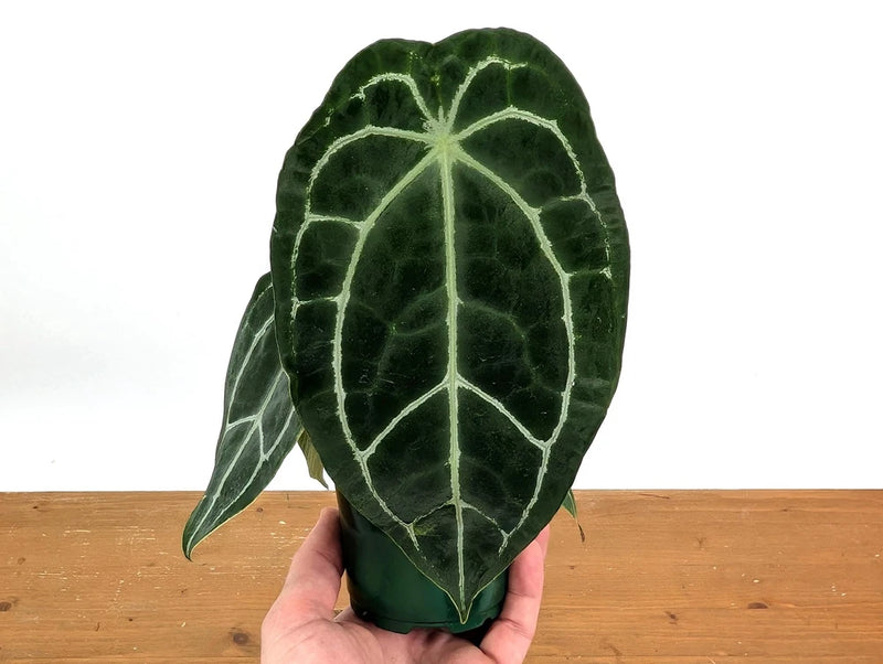 Anthurium leaf with dark green surface and pale vein network, heart shape
