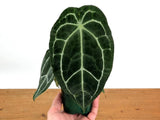 Anthurium Forgetii x Crystallinum Orchids