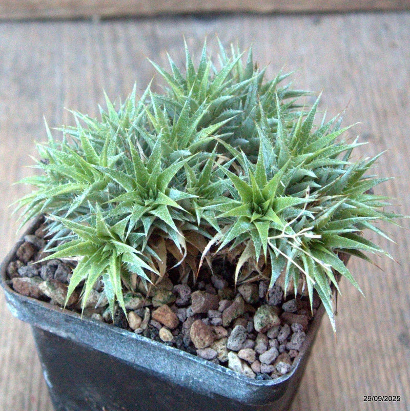 D6735 ABROMEITIELLA CHLORANTHA pot8-H6-W10 cm MaMa Cactus Green Plant