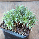 D6735 ABROMEITIELLA CHLORANTHA pot8-H6-W10 cm MaMa Cactus Green Plant