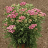 72 ACHILLEA TUTTI FRUTTI PINK GRAPEFRUIT Live Plants Plugs Garden Planters AV Garden Plants
