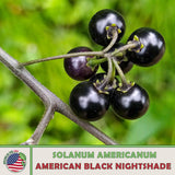 200 American Black Nightshade Seeds, Solanum americanum, Native Wildflower Garden Plants
