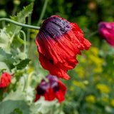 Poppy, Cherry Glow (Papaver somniferum) Flowering Plants