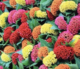 500+ Celosia Seeds, Cockscomb Mix Crested Type , Non-GMO, Heirloom USA Seller Garden Plants