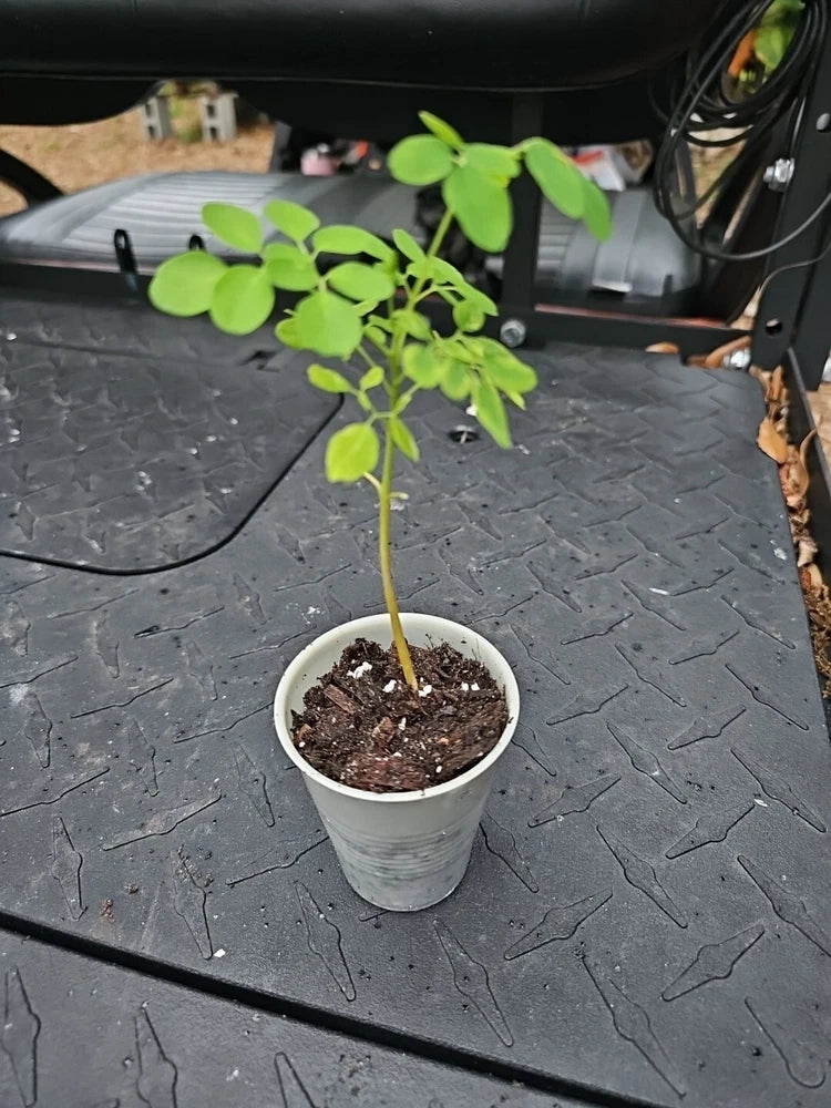 Moringa Rooted Live Plant  8" + Tree Of Life Food Forest  NO TX CA Green Plant