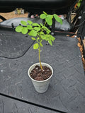 Moringa Rooted Live Plant  8" + Tree Of Life Food Forest  NO TX CA Green Plant