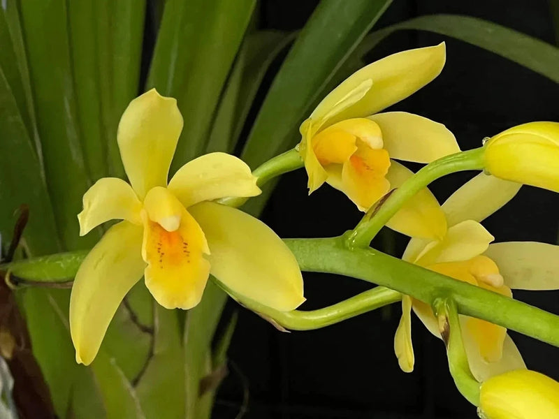 Yellow Cymbidium orchid flowers with green stems and leaves in close view