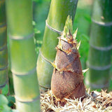 50+Giant Moso Bamboo Seeds Perennial evergreen Grows Edible Bamboo shoots USA Green Plant