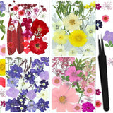 The 80 Natural Pressed Dried Flower Set is Made from Natural Pressed Flowers ... Dried Flower