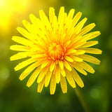 DANDELION 100+ SEEDS __ EDIBLE GREENS | SPRING PERENNIAL HERB | FREE SHIPPING Garden Plants