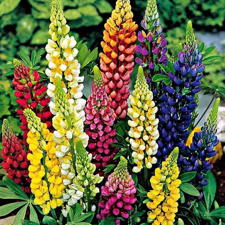 200+ Russell Lupine Mixed Colors Seeds - PERENNIAL ---- Hummingbirds & Bees Love Garden Plants