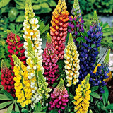 200+ Russell Lupine Mixed Colors Seeds - PERENNIAL ---- Hummingbirds & Bees Love Garden Plants