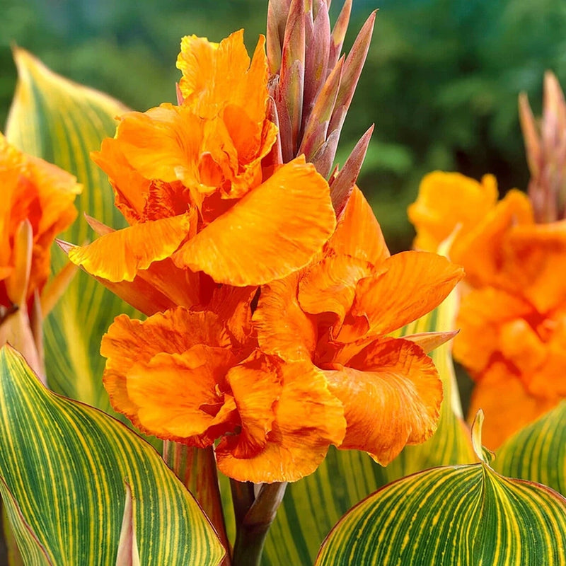 Canna Lily Tropicanna Phasion Bulbs Orange Flowering Baring Root For Planting 1 Lily