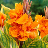 Canna Lily Tropicanna Phasion Bulbs Orange Flowering Baring Root For Planting 1 Lily
