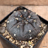 D4204 GYMNOCALYCIUM BERCHTII pot8-H5-W7 cm MaMa Cactus Green Plant