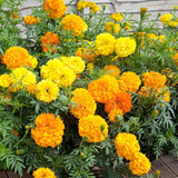 300+ Marigold, African  "Crackerjack" Seeds FRESH HARVEST FOR GARDENS Garden Plants