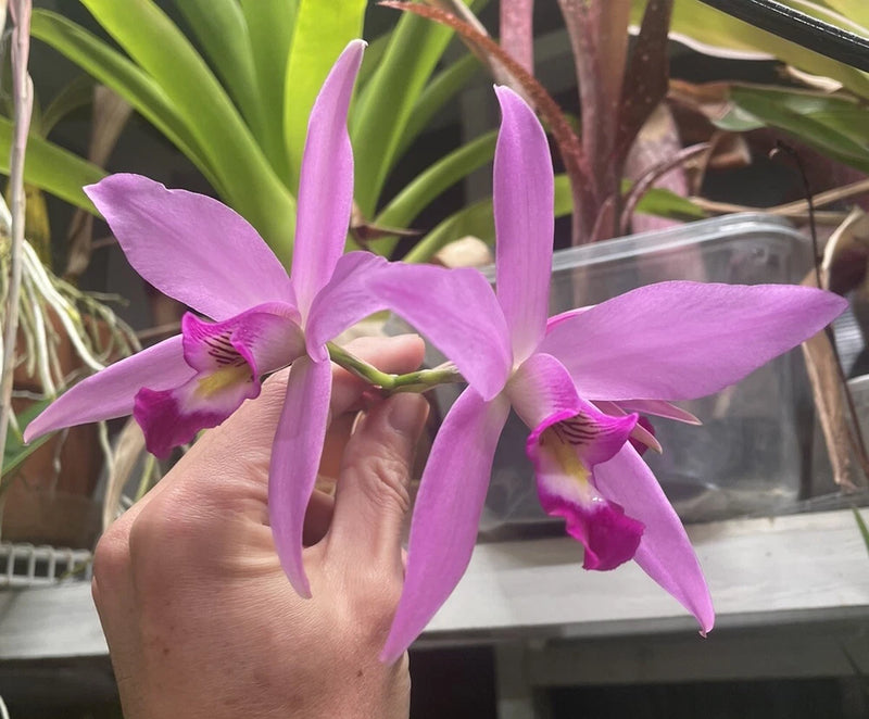 Purple orchid flower with five star-like petals, held by a hand