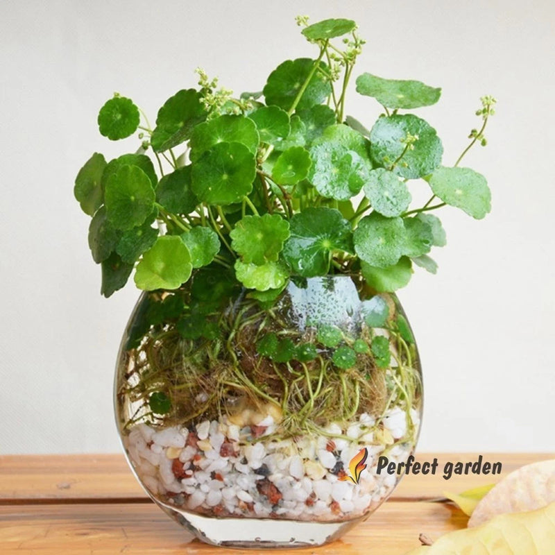 100 Seeds Hydrocotyle Vulgaris Marsh Common Pennywort Water Naval Money Plant Flowering Plants