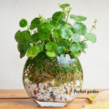 100 Seeds Hydrocotyle Vulgaris Marsh Common Pennywort Water Naval Money Plant Flowering Plants