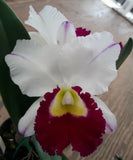 White orchid flower with purple edges and magenta frilly lip, yellow center