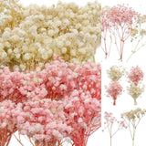 100 PCS Mini Dried Babys Breath Flowers Pink Cream White 5600 Gypsophila Bulk Dried Flower