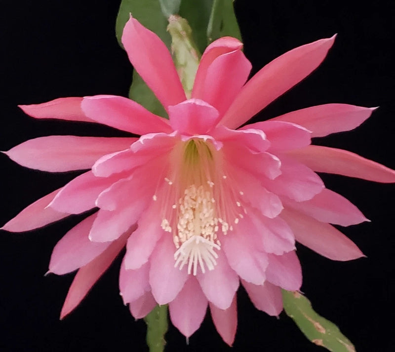 Epiphyllum Seedling ('Gypsy Lullaby' X 'Kiwi Razzle Dazzle') - 2" Seedling Orchids