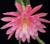 Epiphyllum Seedling ('Gypsy Lullaby' X 'Kiwi Razzle Dazzle') - 2" Seedling Orchids