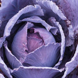500+ Deadon Cabbage Seeds for Garden Planting - USA - FREE SHIPPING! Garden Plants