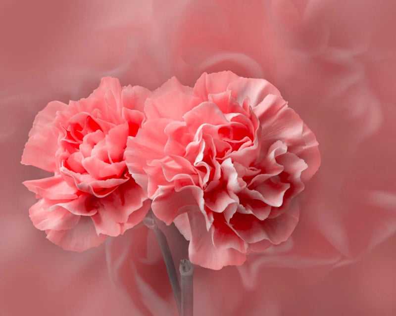 Pink carnation flower wall art print with clustered blooms and green stems