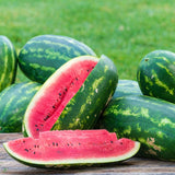 50+ Sangria Watermelon Seeds for Garden Planting - USA - FREE SHIPPING! Garden Plants