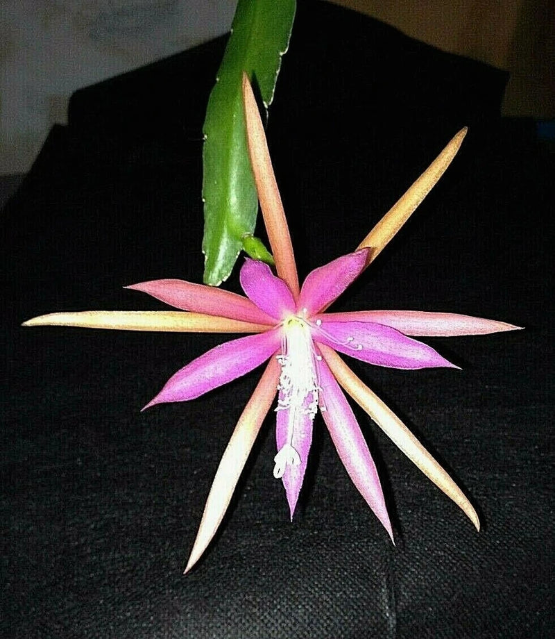 Epiphyllum orchid cactus flower with magenta and pale pink star petals on green stem