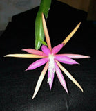 EPIPHYLLUM ORCHID CACTUS    ELMIRA- PAETZ FRAGRANT Orchids