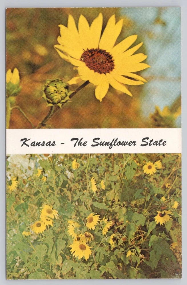 Kansas The Sunflower State Postcard State Flower Helianthus Brinkman Lyndon Sunflower