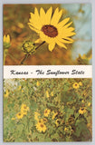 Kansas The Sunflower State Postcard State Flower Helianthus Brinkman Lyndon Sunflower