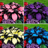 Hosta Seeds 200+ Rare Perennial Flower Seeds Garden Planting Non GMO Bulk Pack Garden Plants