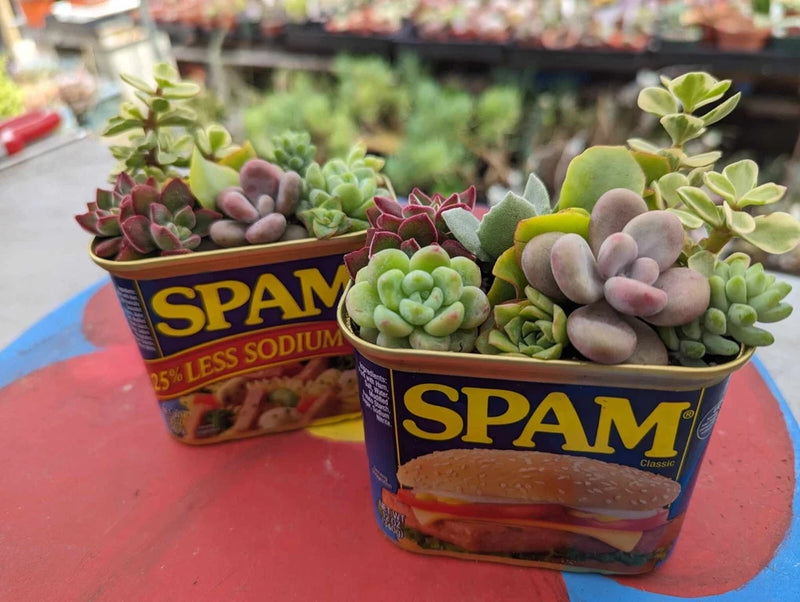 Live assorted succulent cuttings in two small SPAM cans, green and purple rosette plants