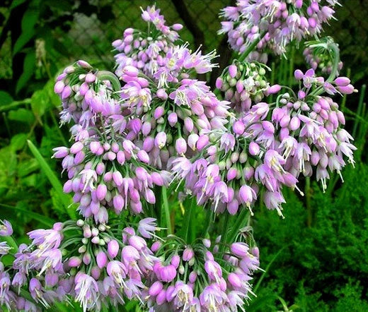 NODDING ONION PINK Allium Cernuum - 200 Bulk Seeds Garden Plants