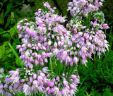 NODDING ONION PINK Allium Cernuum - 200 Bulk Seeds Garden Plants
