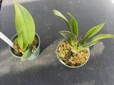 Orchid live Trichocentrum (cartaghenense x nanum) - bare root Orchids