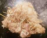 Albizia Julibrissin Mimosa Flower Dried Pink Blossoms Tea Herb Brew Organic Flowering Plants